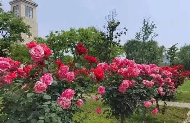 奉正塬公墓清明節(jié)提供哪些文明祭掃方式？