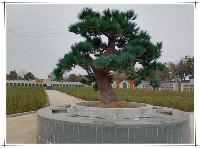 西安漢皇樹葬墓園的具體位置在哪里，其周邊環(huán)境如何？
