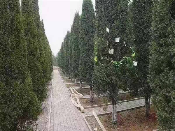 西安閻良漢皇樹葬墓園是什么樣的墓園，有哪些特色？