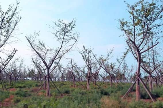 西安壽陽(yáng)山墓園的具體位置在哪里？其建立背景如何？