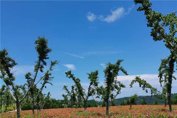 壽陽山公墓的具體位置在哪里？其地理環(huán)境有何特色？