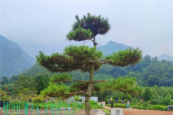 選擇西安九龍山公墓的樹葬方式，對家屬有哪些意義？