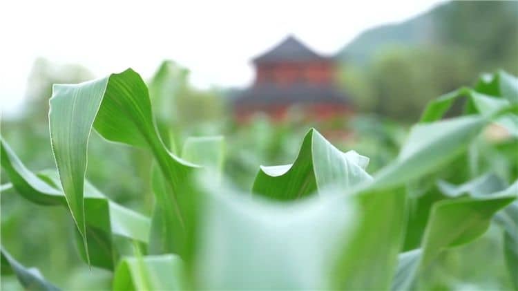 西安霸陵墓園新區(qū)提供的便民服務(wù)有哪些，如何提升客戶體驗？