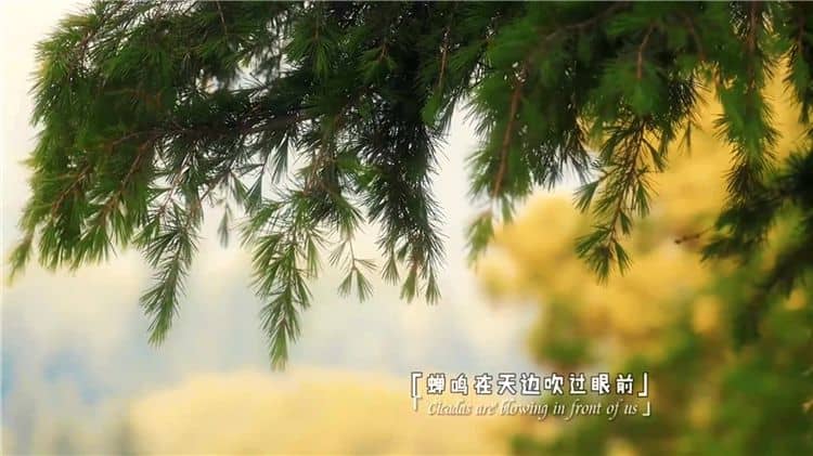 西安霸陵陵園樹(shù)葬壁葬草坪葬哪個(gè)好且價(jià)格便宜？