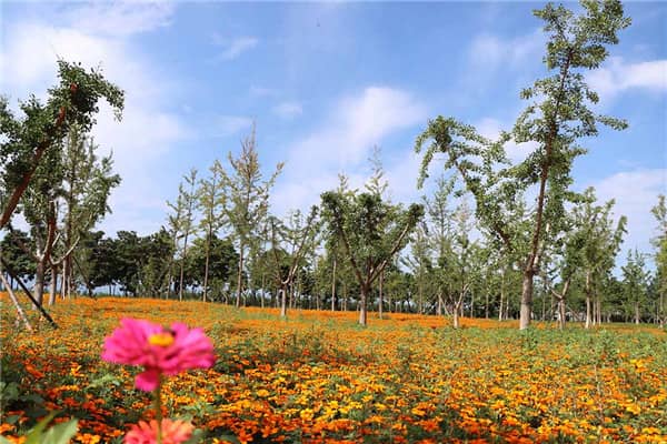 西安棗園墓園怎么樣