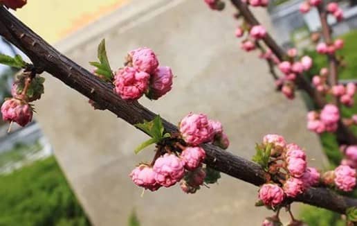 墓地朝東的寓意與現(xiàn)代價值