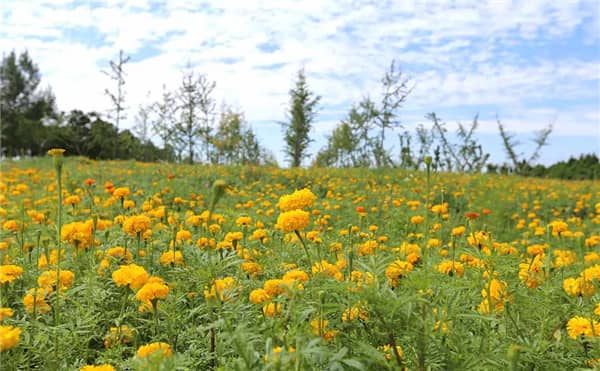 西安各墓園運營狀態(tài)實時查詢：關注官方信息，確保祭奠順利